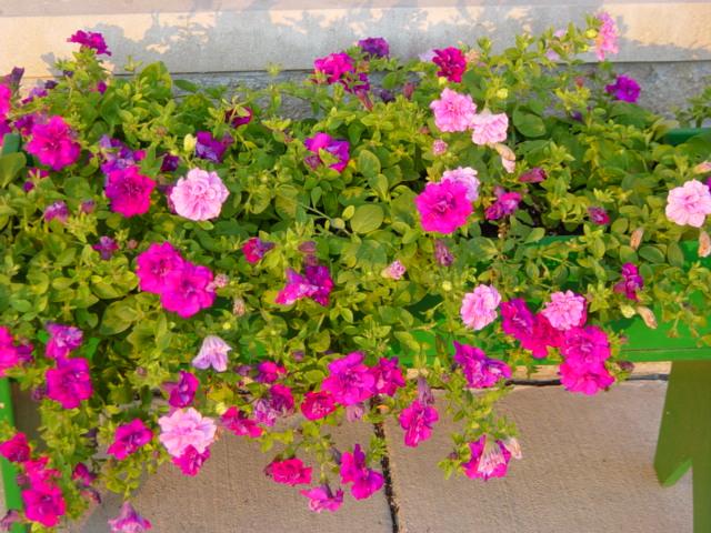 Smeltmelt Grille - Petunias